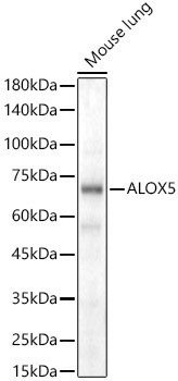 ALOX5 Antibody in Western Blot (WB)