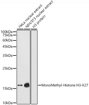 H3K27me1 Antibody in Western Blot (WB)