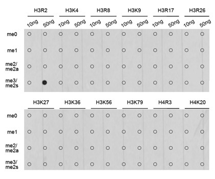 H3R2me2s Antibody in Dot Blot (DB)