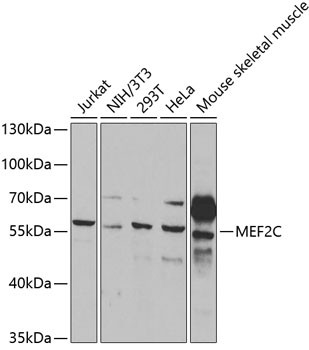 MEF2C Antibody in Western Blot (WB)