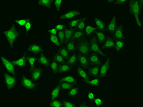 APE1 Antibody in Immunocytochemistry (ICC/IF)