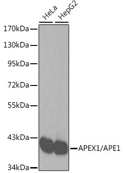 APE1 Antibody in Western Blot (WB)