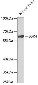 EGR4 Antibody in Western Blot (WB)