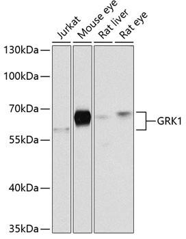 GRK1 Antibody in Western Blot (WB)