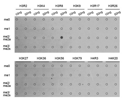 H3R8me2a Antibody in Dot Blot (DB)