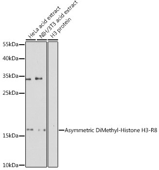 H3R8me2a Antibody in Western Blot (WB)