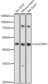SUV39H1 Antibody in Western Blot (WB)