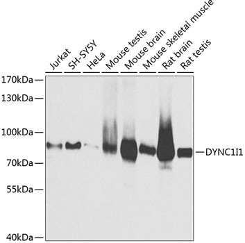 DYNC1I1 Antibody in Western Blot (WB)