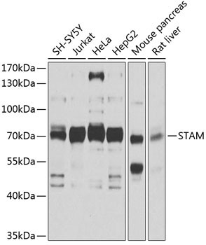 STAM Antibody in Western Blot (WB)