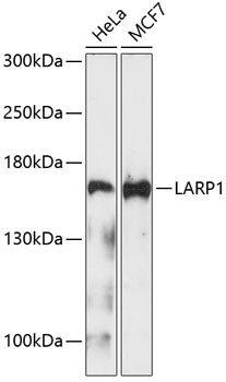 LARP1 Antibody in Western Blot (WB)