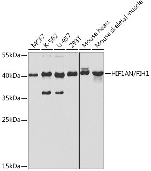 HIF1AN Antibody in Western Blot (WB)