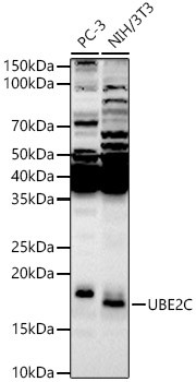 UBE2C Antibody in Western Blot (WB)