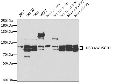 NSD3 Antibody in Western Blot (WB)