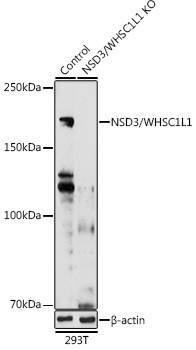 NSD3 Antibody in Western Blot (WB)