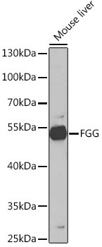 Fibrinogen gamma Antibody in Western Blot (WB)