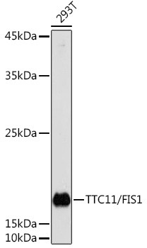 FIS1 Antibody in Western Blot (WB)