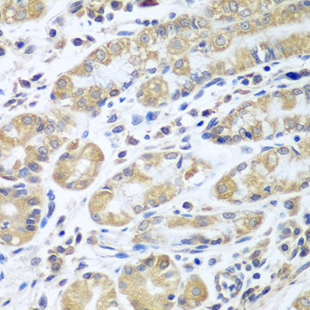 eIF1AX Antibody in Immunohistochemistry (Paraffin) (IHC (P))