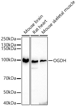 OGDH Antibody in Western Blot (WB)