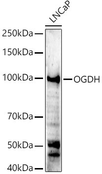 OGDH Antibody in Western Blot (WB)