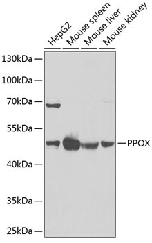 PPOX Antibody in Western Blot (WB)