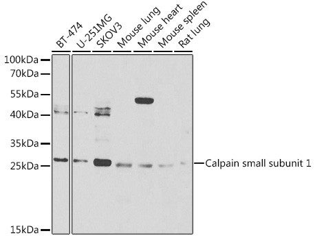 Calpain S1 Antibody in Western Blot (WB)