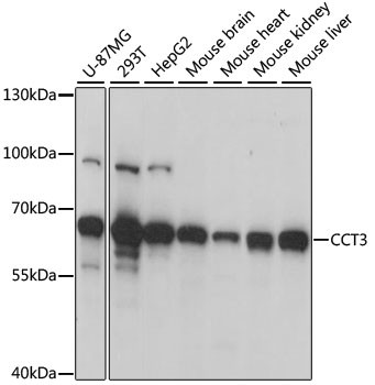 CCT3 Antibody in Western Blot (WB)