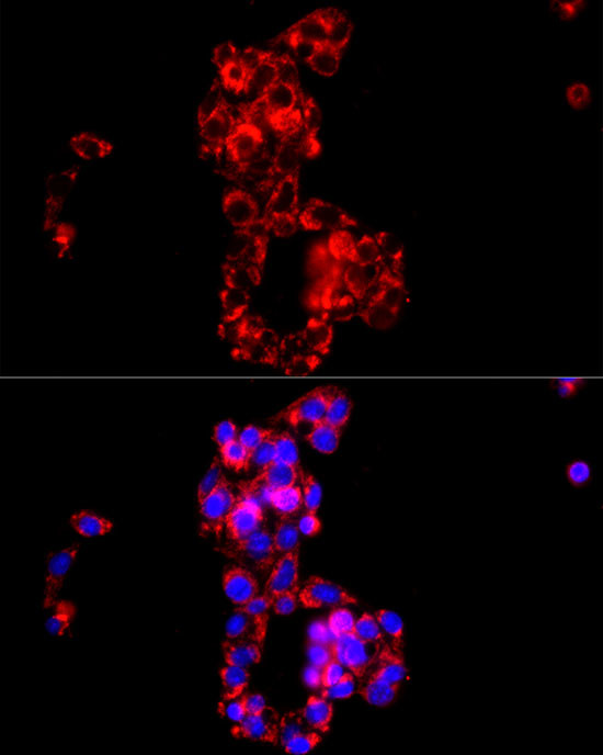 COX4 Antibody in Immunocytochemistry (ICC/IF)