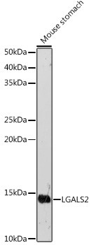 Galectin 2 Antibody in Western Blot (WB)