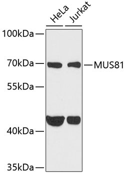 MUS81 Antibody in Western Blot (WB)