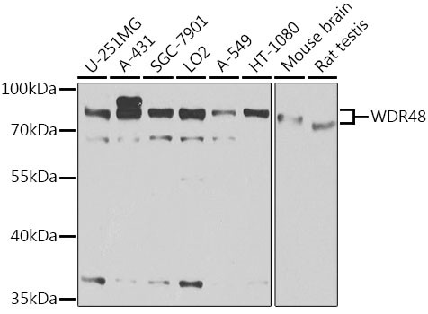 WDR48 Antibody in Western Blot (WB)