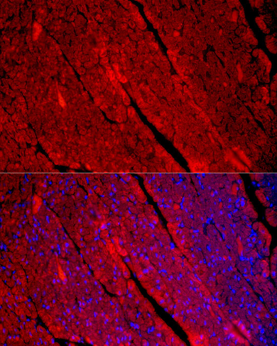 Myosin heavy chain 1 Antibody in Immunocytochemistry (ICC/IF)