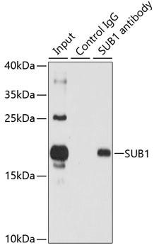 PC4 Antibody in Immunoprecipitation (IP)