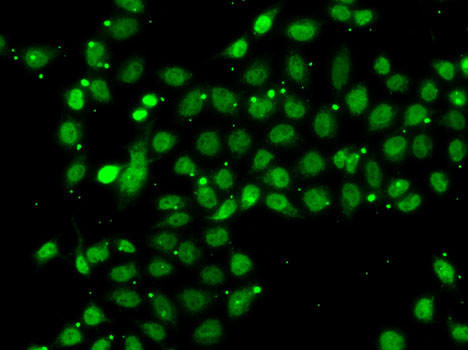 BAF53B Antibody in Immunocytochemistry (ICC/IF)