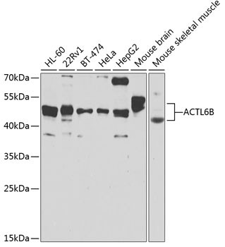 BAF53B Antibody in Western Blot (WB)