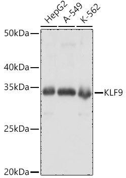 KLF9 Antibody in Western Blot (WB)