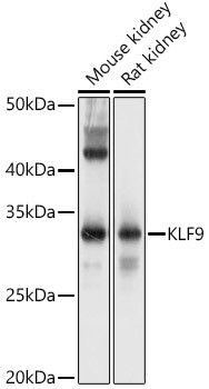 KLF9 Antibody in Western Blot (WB)