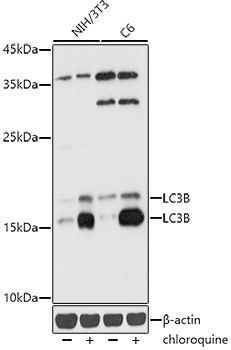 LC3B Antibody in Western Blot (WB)