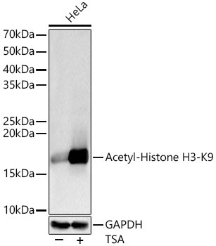 H3K9ac Antibody in Western Blot (WB)