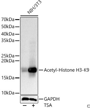 H3K9ac Antibody in Western Blot (WB)