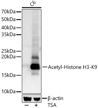 H3K9ac Antibody in Western Blot (WB)