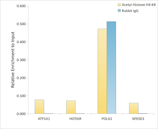 H4K8ac Antibody in ChIP Assay (ChIP)