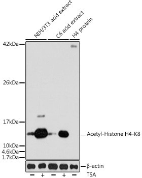 H4K8ac Antibody in Western Blot (WB)