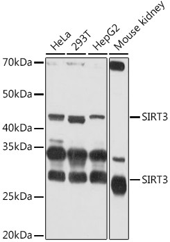 SIRT3 Antibody in Western Blot (WB)