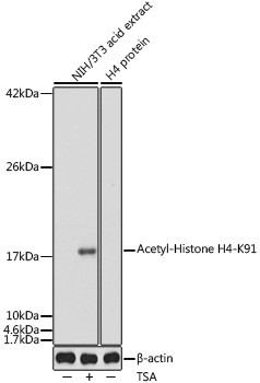 H4K91ac Antibody in Western Blot (WB)