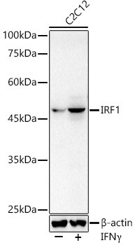 IRF1 Antibody in Western Blot (WB)