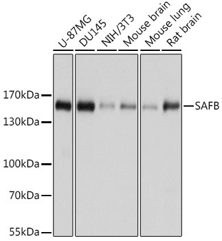 SAFB Antibody in Western Blot (WB)