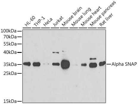 SNAP alpha Antibody in Western Blot (WB)