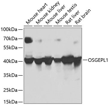 OSGEPL1 Antibody in Western Blot (WB)