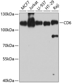 CD6 Antibody in Western Blot (WB)