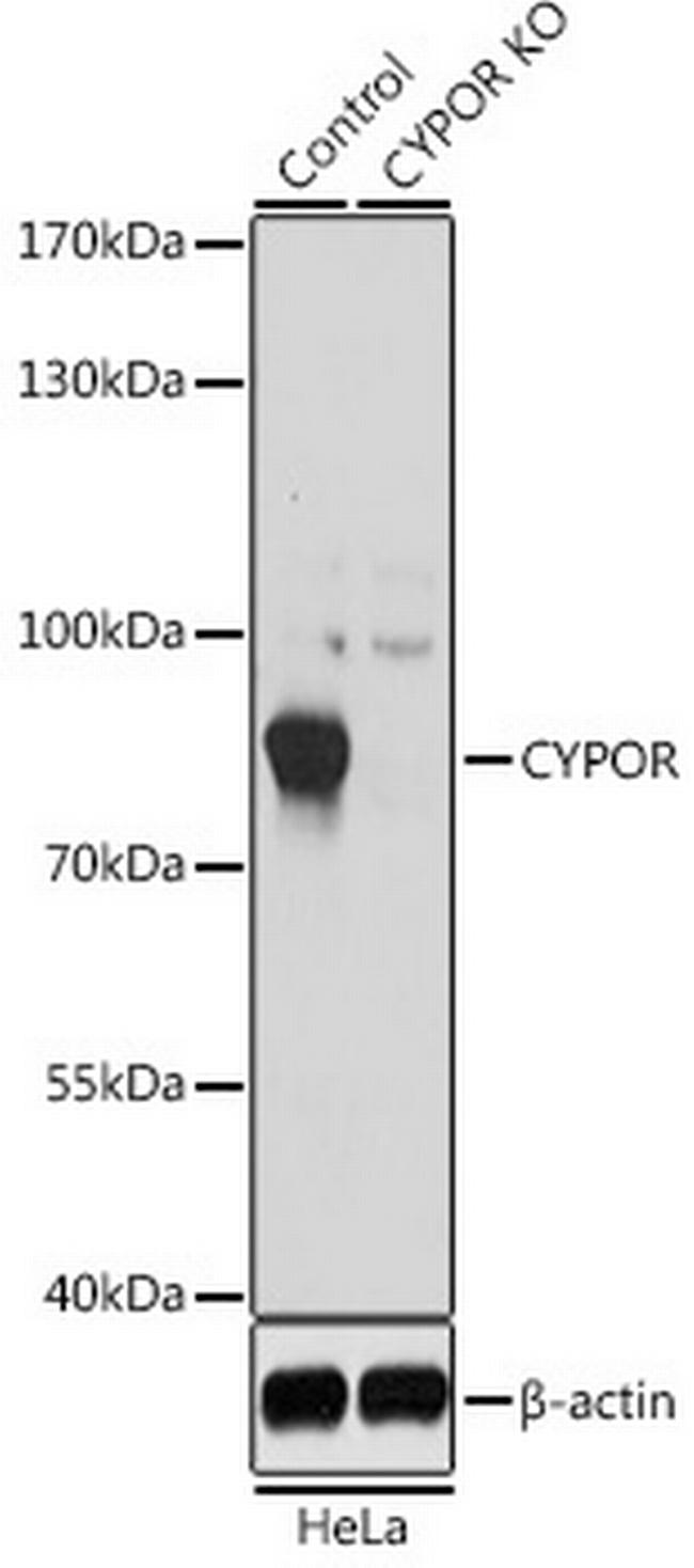 Cytochrome P450 Reductase Antibody